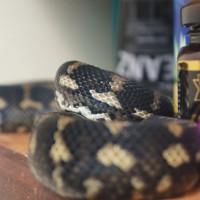Meet Our Kitchen Snake.